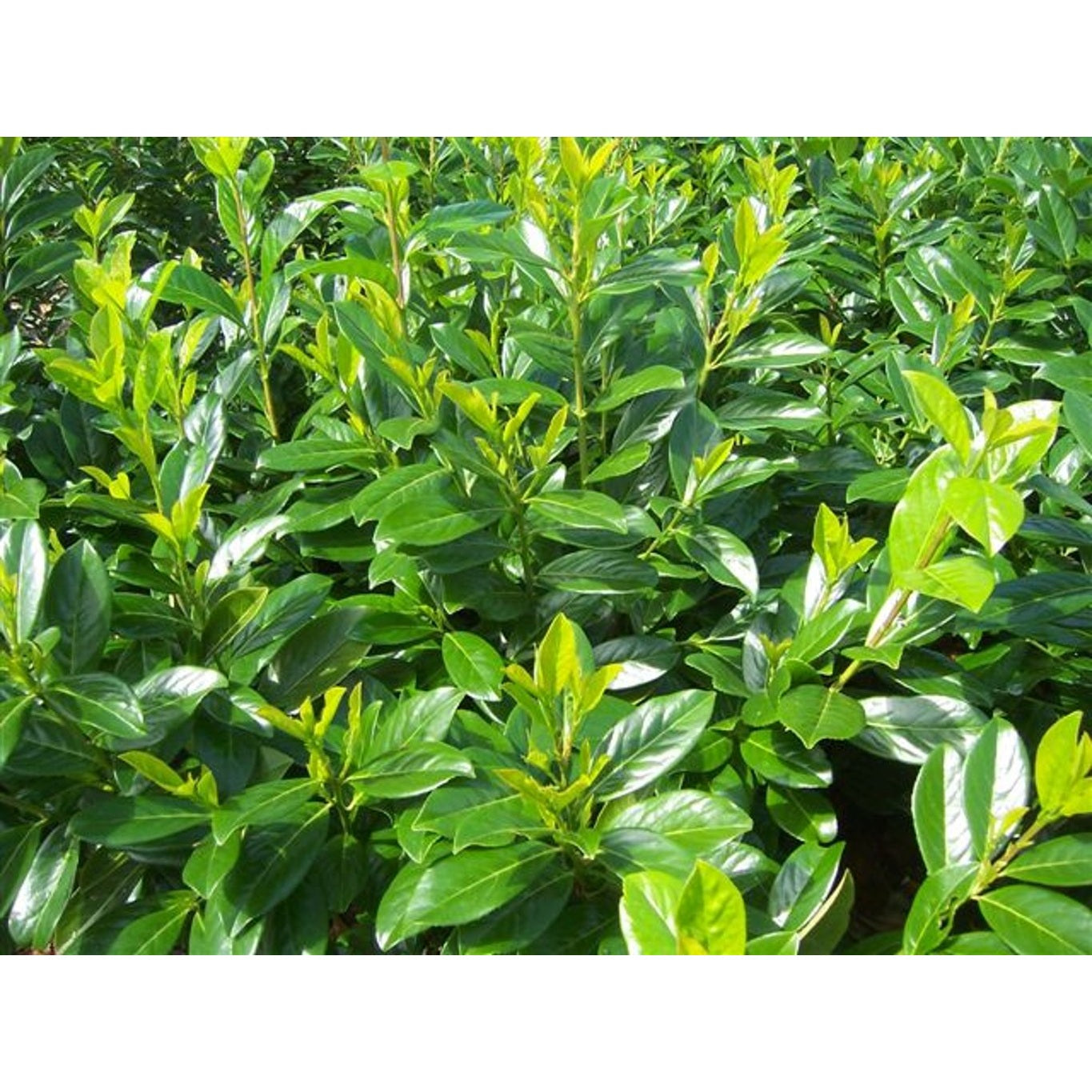 Lagerkörsbär – Prunus laurocerasus 'Novita' - 12/14 in Cont HO/ST